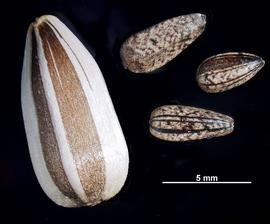   Fruit, seed:   Helianthus annuus ; Photo by N. Diaz, USDA APHIS PPQ, imageID.idtools.org
